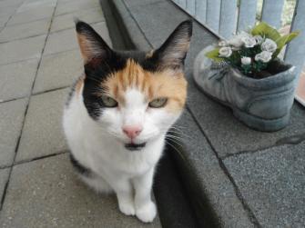 erna63 uploaded   162  day/s  ago