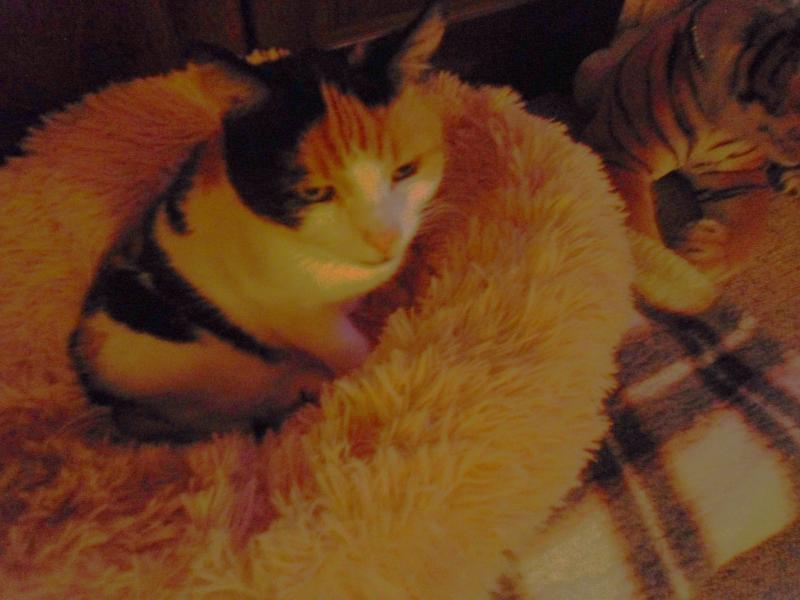 erna63 uploaded   151  day/s  ago