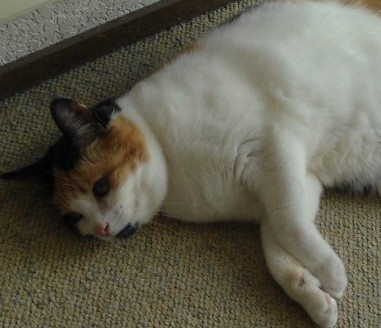 erna63 uploaded   148  day/s  ago