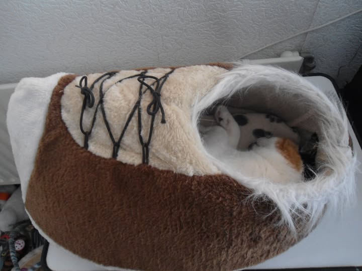 erna63 uploaded   146  day/s  ago