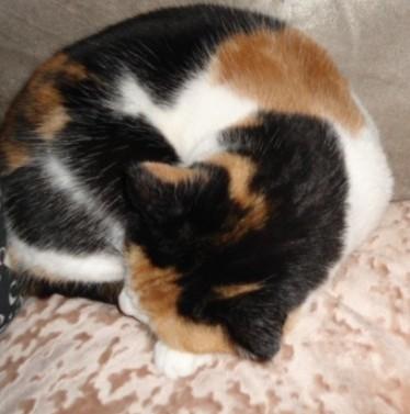 erna63 uploaded   133  day/s  ago