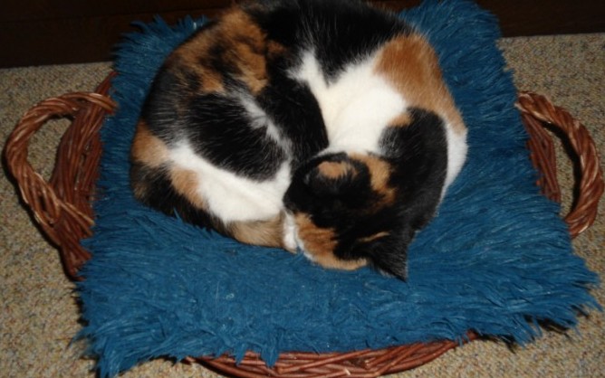 erna63 uploaded   133  day/s  ago