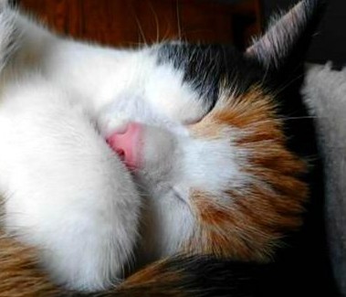 erna63 uploaded   132  day/s  ago