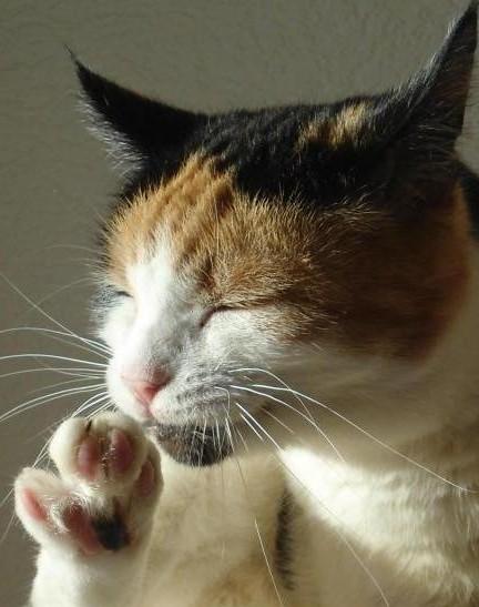 erna63 uploaded   60  day/s  ago