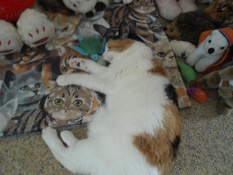 erna63 uploaded   119  day/s  ago