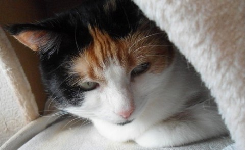 erna63 uploaded   100  day/s  ago