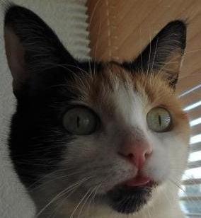 erna63 uploaded   99  day/s  ago