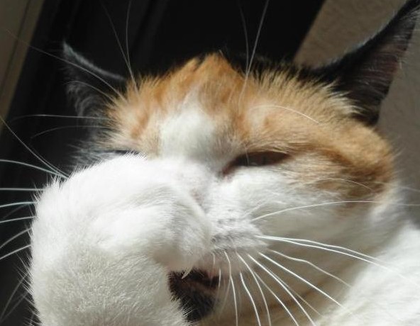 erna63 uploaded   96  day/s  ago