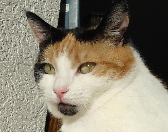 erna63 uploaded   82  day/s  ago