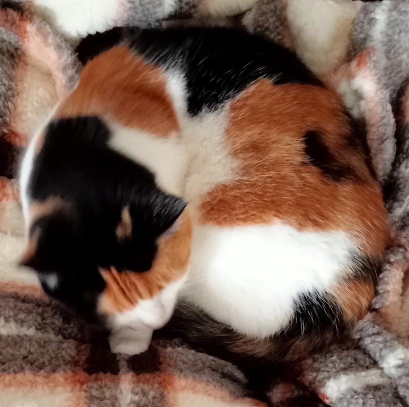 Chloë of the erna63 family