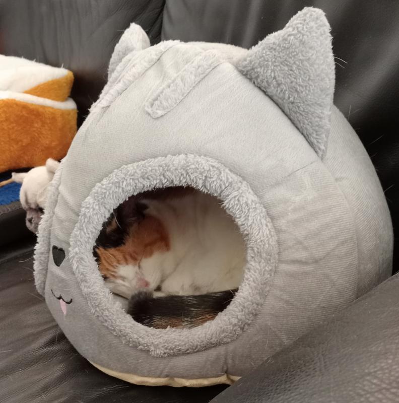 Chloë of the erna63 family