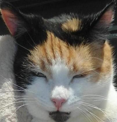 Chloë of the erna63 family