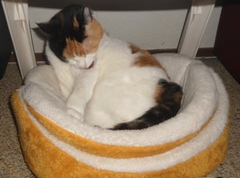 Chloë of the erna63 family