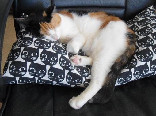 Chloë of the erna63 family