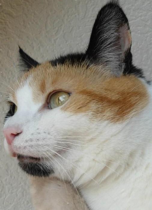 Chloë of the erna63 family