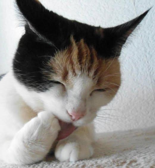 Chloë of the erna63 family