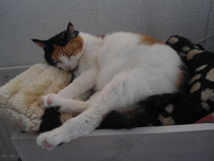 erna63 uploaded   71  day/s  ago