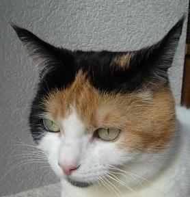 erna63 uploaded   71  day/s  ago