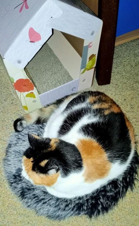 erna63 uploaded   75  day/s  ago