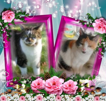 erna63 uploaded   69  day/s  ago