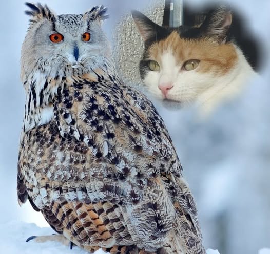 erna63 uploaded   86  day/s  ago