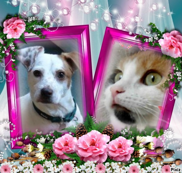 erna63 uploaded   81  day/s  ago