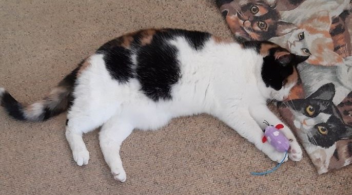 erna63 uploaded   65  day/s  ago