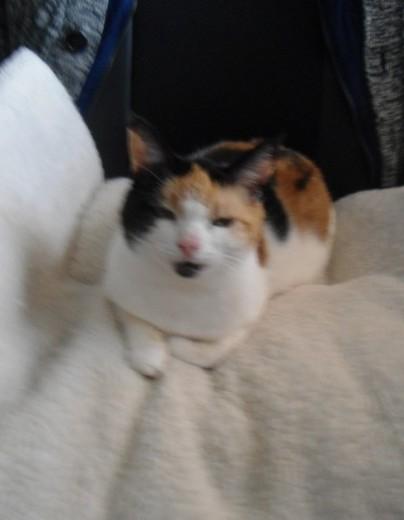 erna63 uploaded   64  day/s  ago