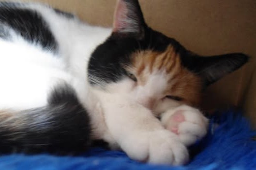 erna63 uploaded   57  day/s  ago