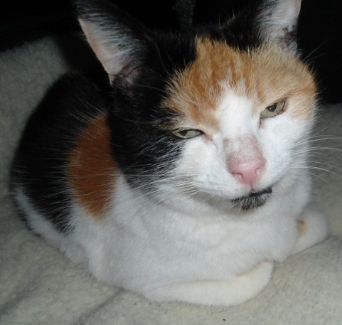 erna63 uploaded   32  day/s  ago