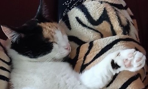 erna63 uploaded   19  day/s  ago