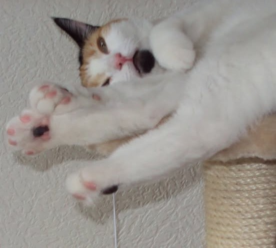 erna63 uploaded   44  day/s  ago