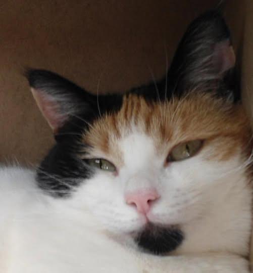 erna63 uploaded   43  day/s  ago