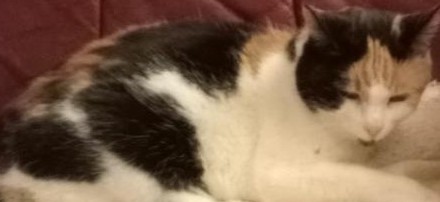 Chloë of the erna63 family