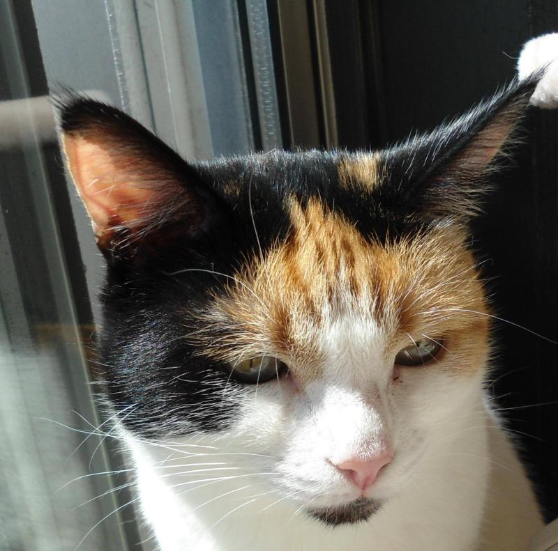 Chloë of the erna63 family