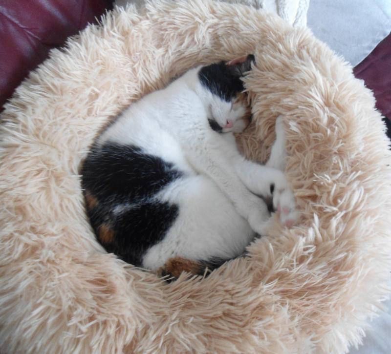 Chloë of the erna63 family