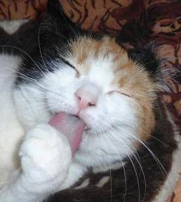 erna63 uploaded   9  day/s  ago