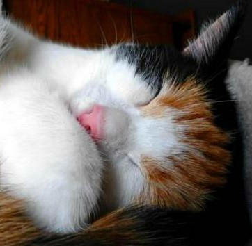 erna63 uploaded   9  day/s  ago