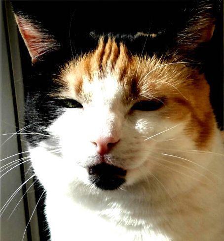 Chloë of the erna63 family