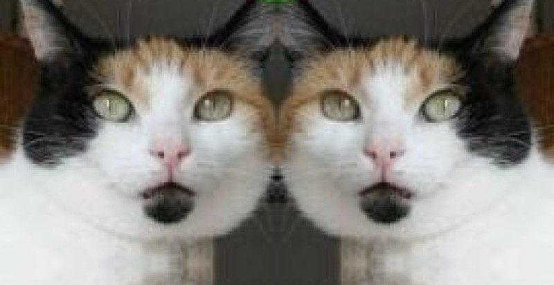 erna63 uploaded   61  day/s  ago