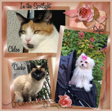 erna63 uploaded   34  day/s  ago