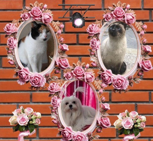 Chloë of the erna63 family