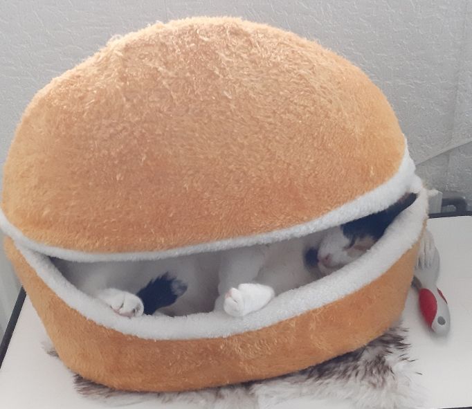 erna63 uploaded   57  day/s  ago