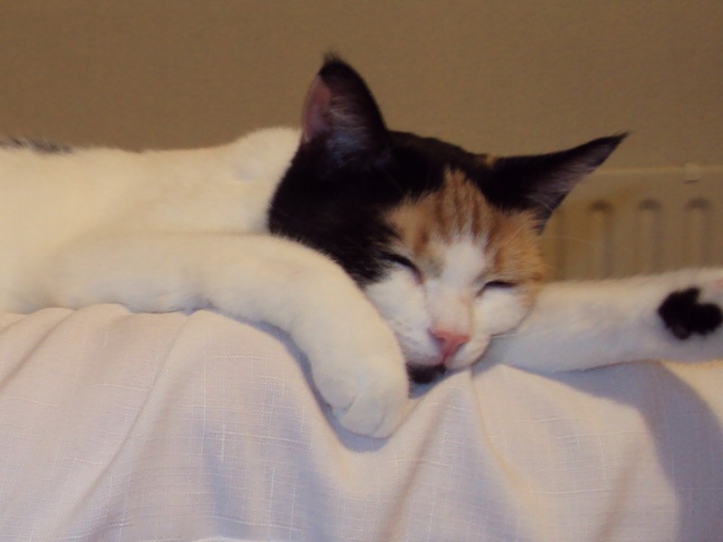 erna63 uploaded   4  day/s  ago