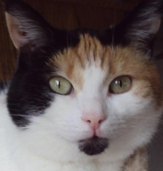 Chloë of the erna63 family