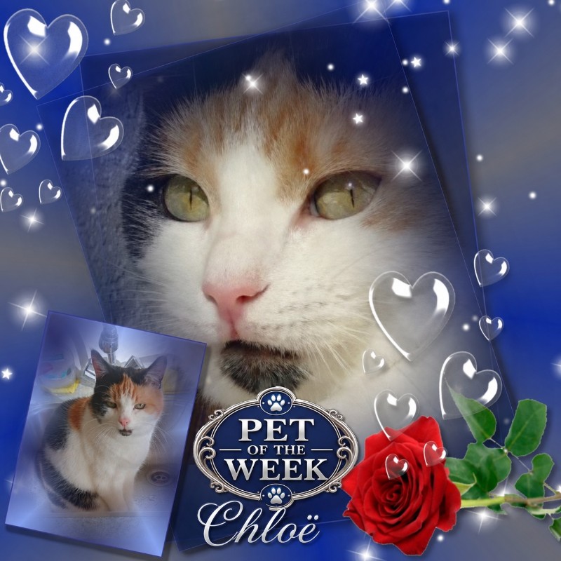 Chloë of the erna63 family