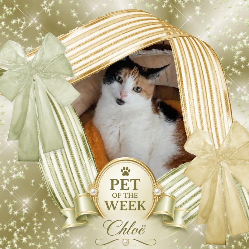 Chloë of the erna63 family