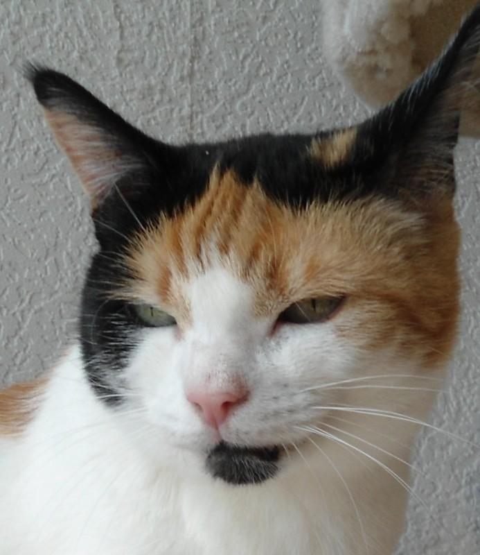 Chloë of the erna63 family