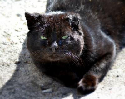 gatosnarrenses uploaded   10 year/s ago