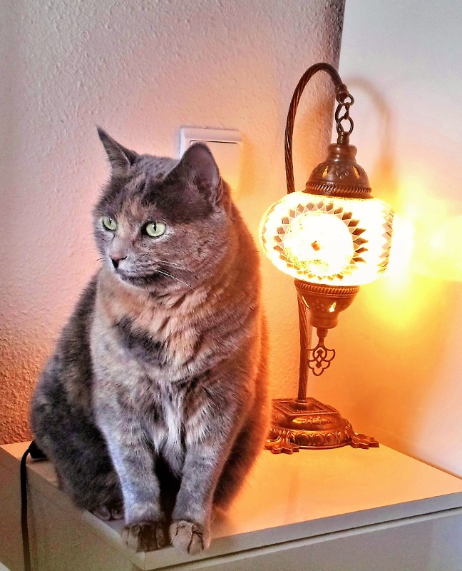 gatosnarrenses uploaded   6 year/s ago